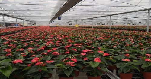 乡村振兴 让 美丽 成为新的生产力,泰州海陵打造苏中最大鲜花产业园