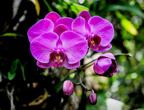 最有风情的10种花,花卉界的颜值代表,开花特仙气,很多人喜欢