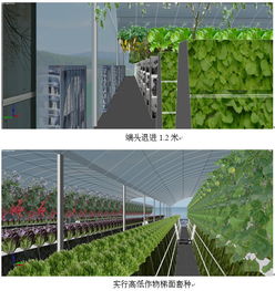 3840平方米联栋温室型雾培蔬菜工厂设计试管花卉