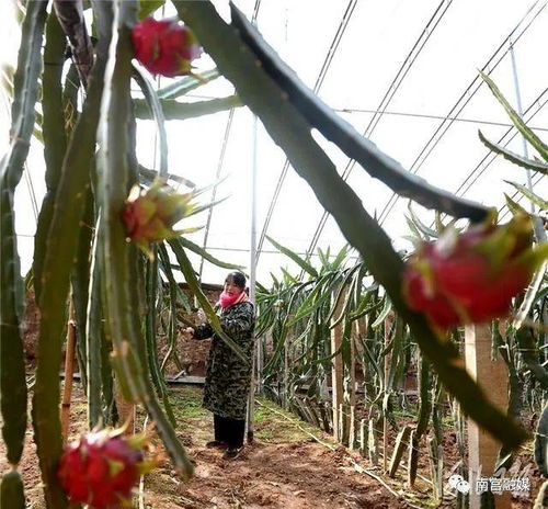 河北南宫 特色蔬果助农增收