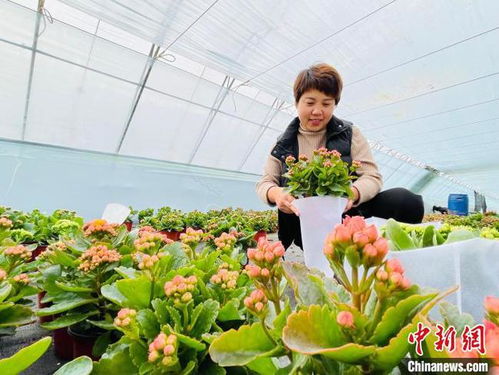 河北固安鲜花畅销京津冀 鲜花经济 撑起农民钱袋子